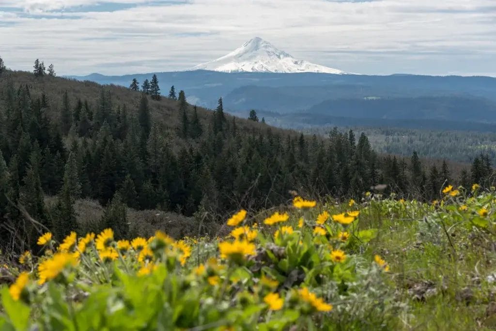 Mt Hood over spring wildflowers