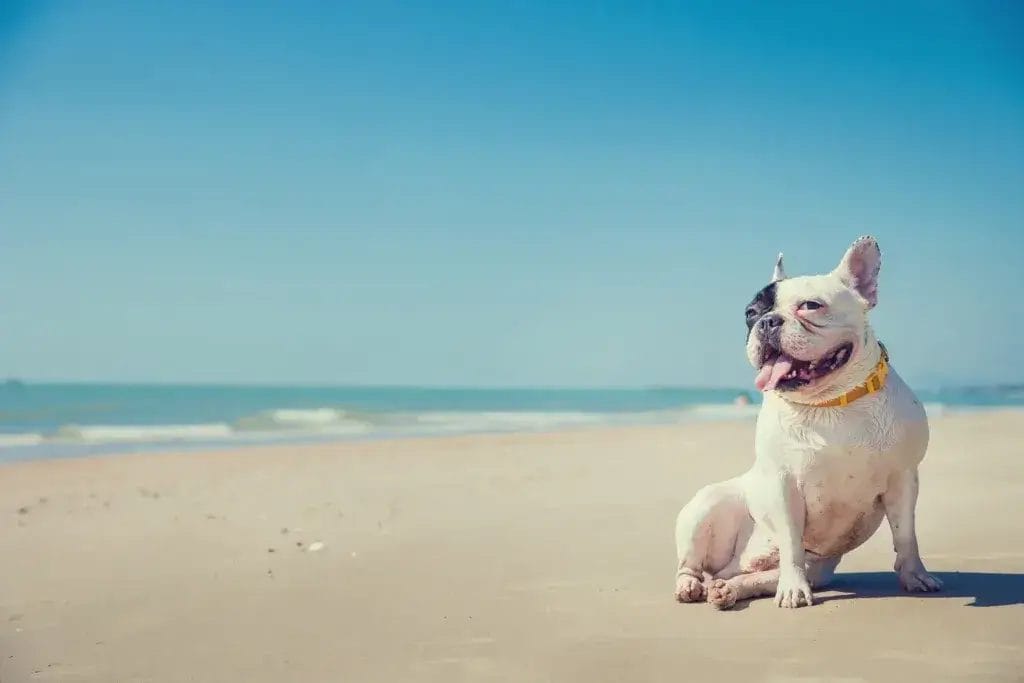 Portrait of french bulldog on the beach.