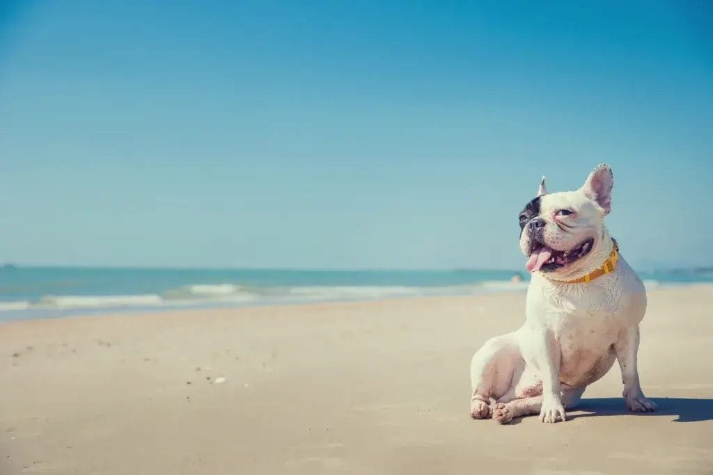 Portrait of french bulldog on the beach.