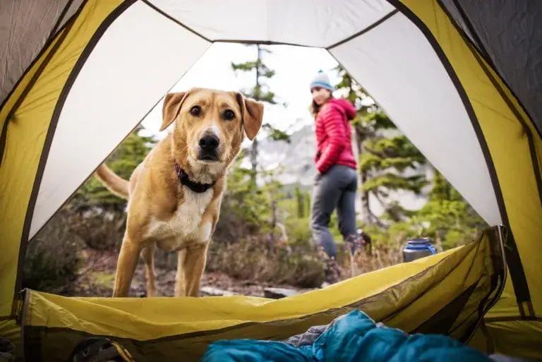 15 Tips for Camping with Dogs: A Pawfect Adventure Guide for Pet Parents