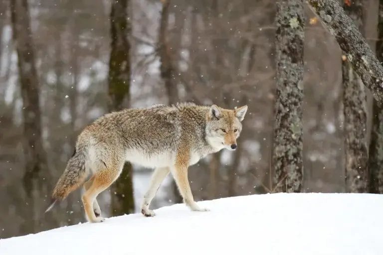 Close Encounters – What to Do if You See a Coyote While Hiking