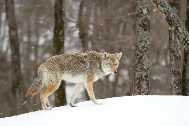 A lone coyote walking in the winter snow in Canada.