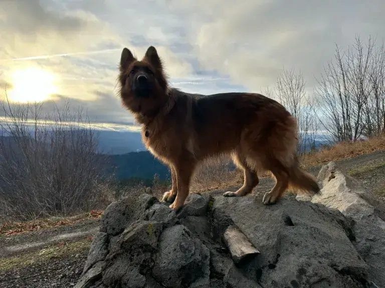 Training a trail dog - German shepherd standing on a pile of rocks during a hike.