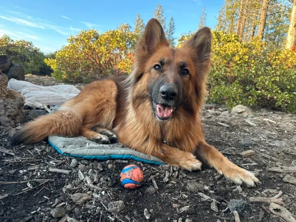 German Shepherd dog with a ball laying down at camp.