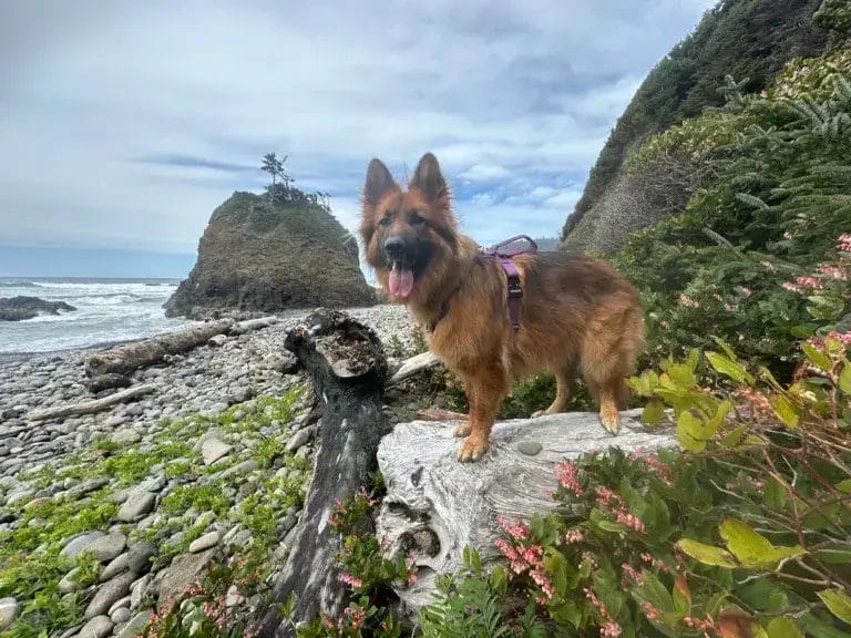 German Shepherd dog at the beach.