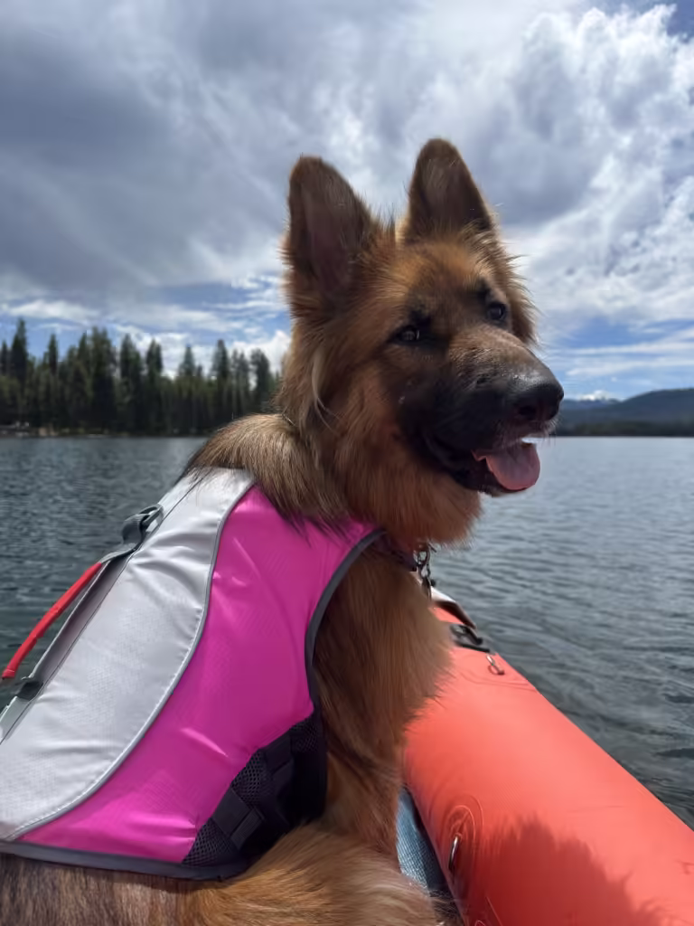 German Shepherd dog in a kayak wearing a pink and white life jacket.