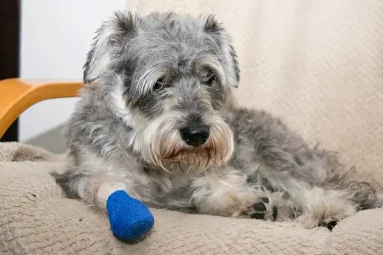 Terrier dog lying down wit a blue bandage on his foot.