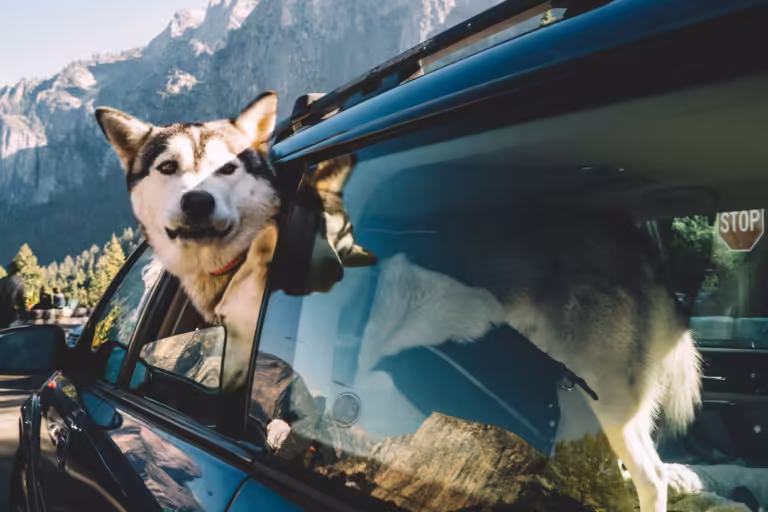 10 Items to Pack for a Road Trip with Your Dog: Essentials for a Pawsome Adventure