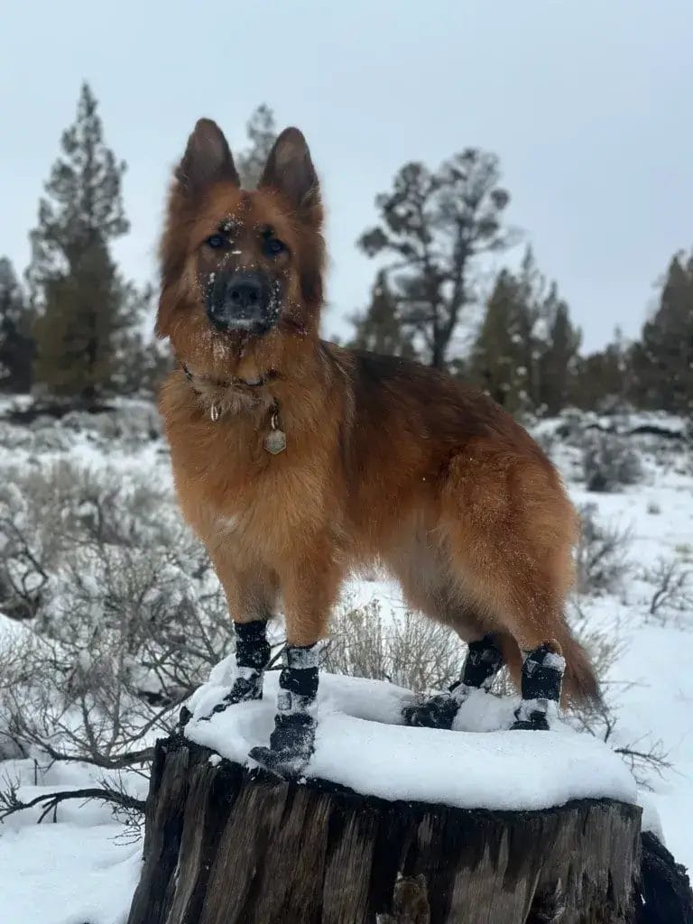 German Shepherd standing on a tree trunk wearing Saker Canine Compass boots in the snow.