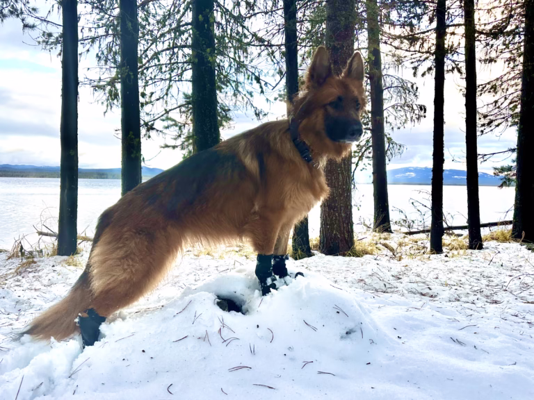 Dog Boots for Snow: Protection for Winter Walkies
