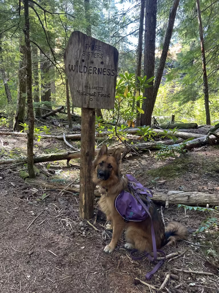 German Shepherd dog sitting next to trail sign for the Three Sisters Wilderness in the Willamette National Forest.