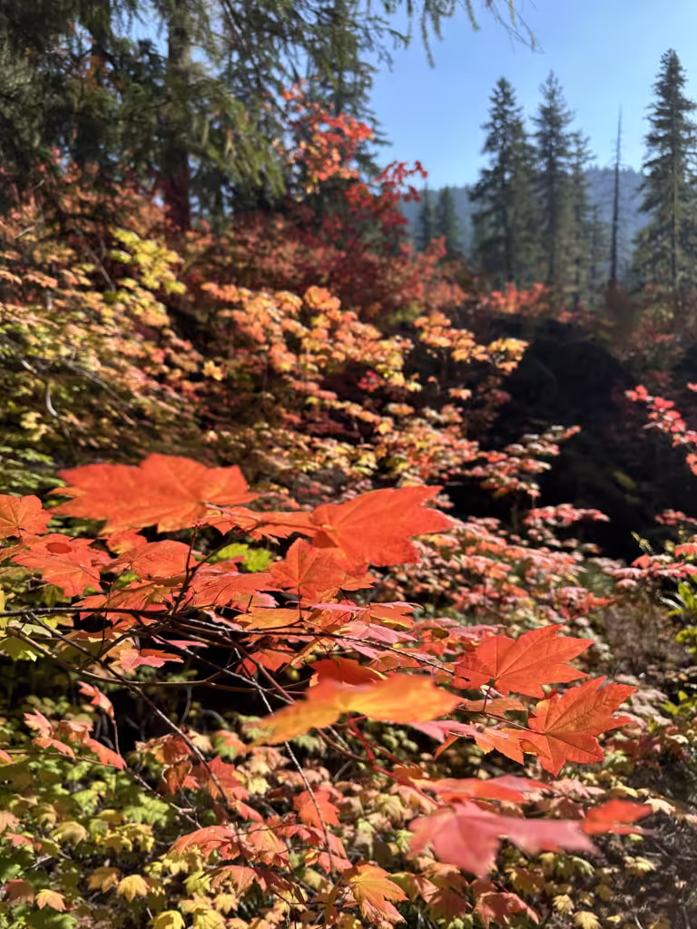 Autumn foliage on the Proxy Falls hike in Oregon.