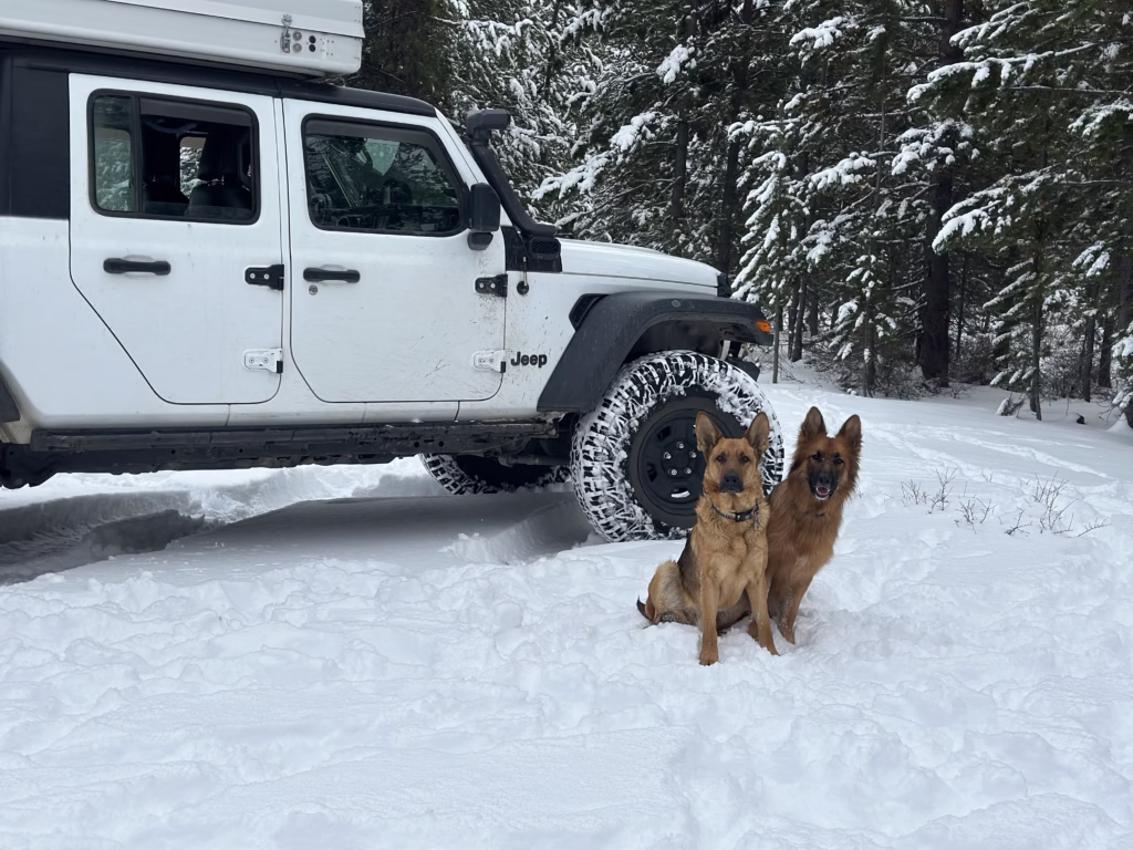 Two German Shepherds sitting in the snow in front of a Jeep Gladiator with a custom camper.
