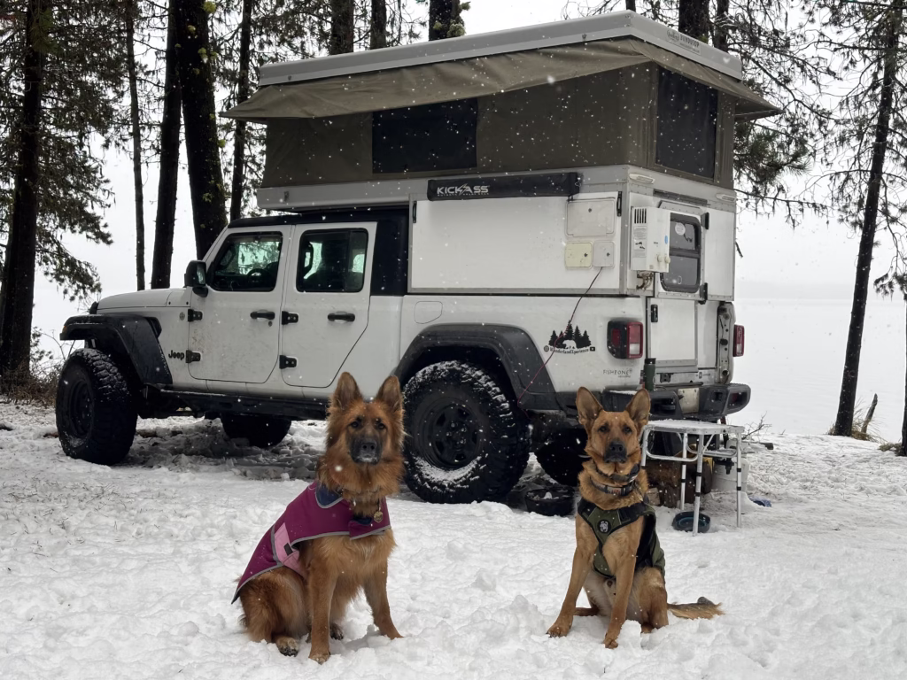 Two German Shepherd dogs wearing jackets in the snow in front of a Jeep Gladiator camper.