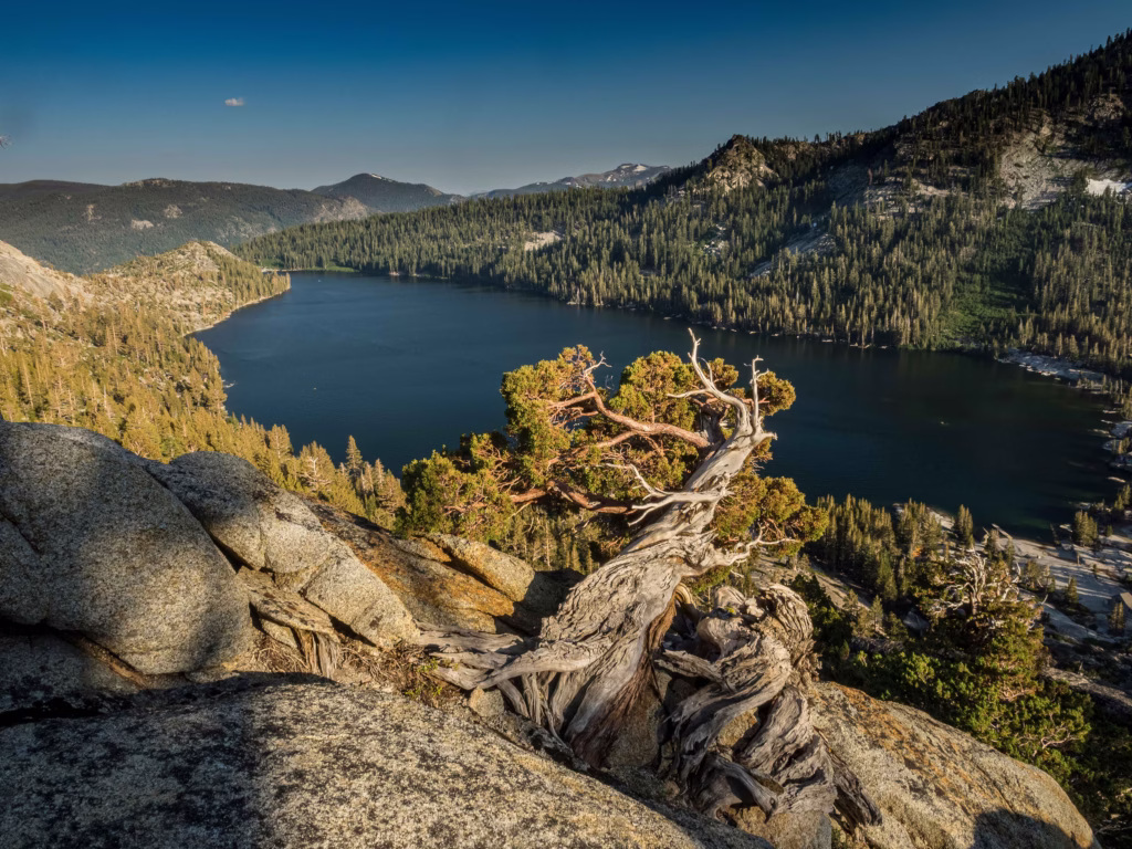 Lakenrunning through the forest at Lake Tahoe.