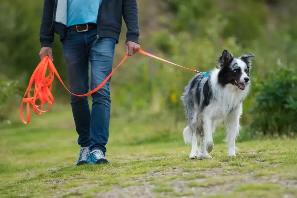 Person walking a dog with an orange long leash.