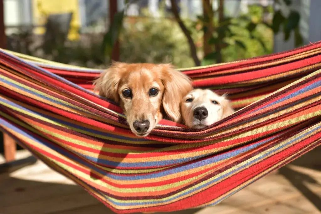 Two dogs relaxing in a colorful striped hammock.
