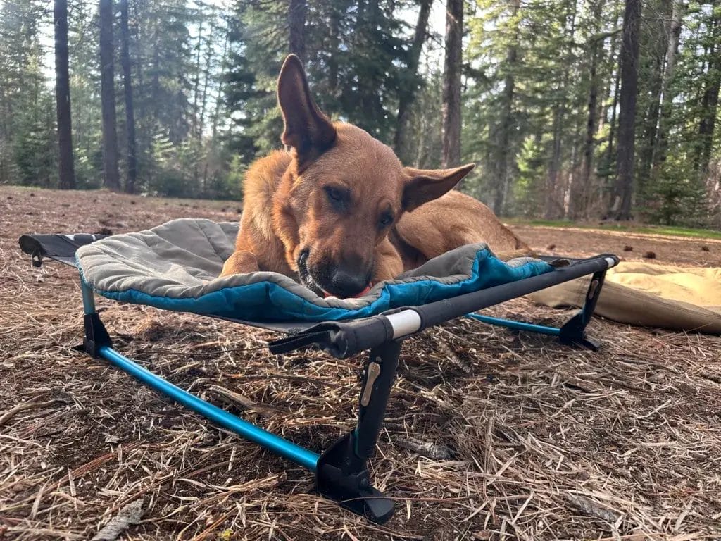 German Shepherd dog lying on a Helinox Dog Cot chewing on a ball at camp.