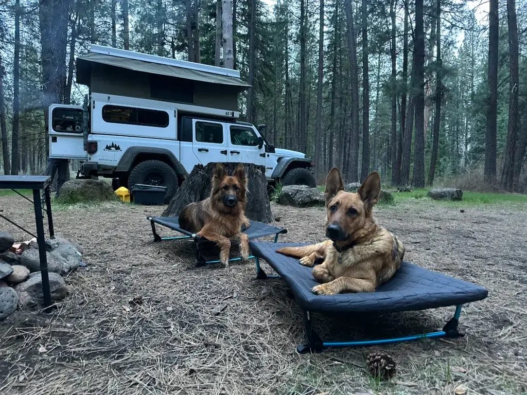 Two german shepherds, each lying on their own Helinox Dog Cot with a camping setup in the background.