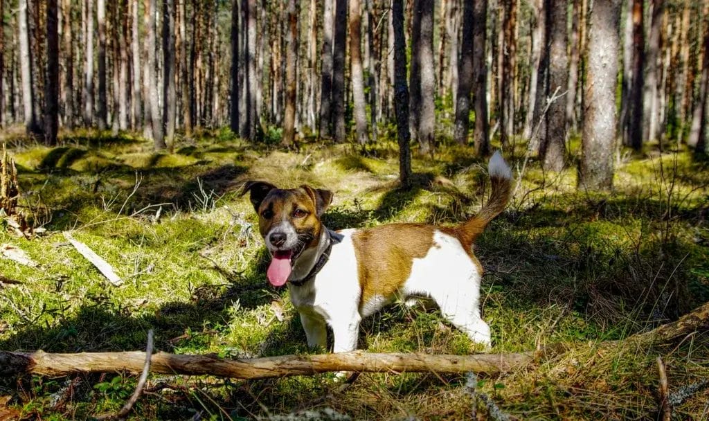 Cute Jack Russell Terrier standing in a sunlit forest, enjoying the outdoors.