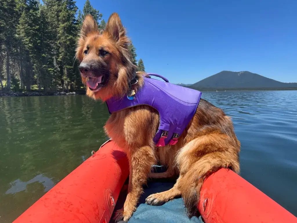 German Shepherd dog sitting in a kayak on the lake wearing a purple Ruffwear Float Coat.