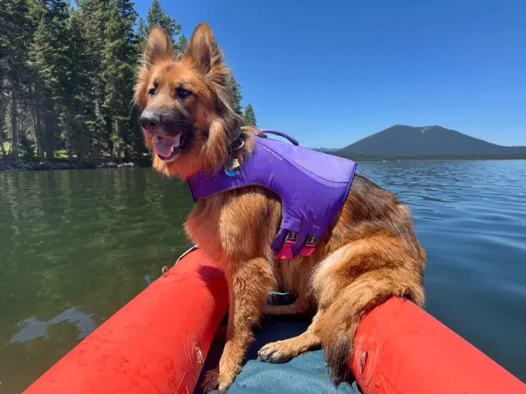 Ruffwear Float Coat Dog Life Jacket Review: Will Your Pup Love It?
