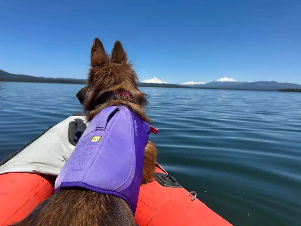 German Shepherd dog waring a purple Ruffwear Float Coat in a kayak with a mountain view.