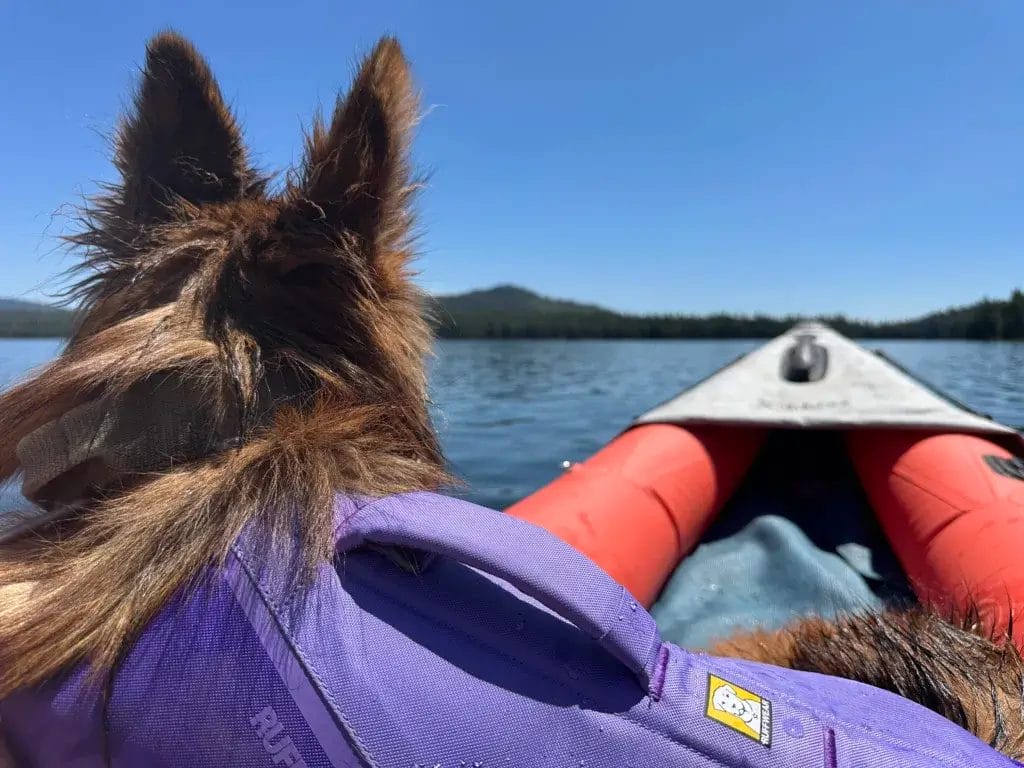 German Shepherd dog lying in a kayak wearing a purple Ruffwear Float Coat.