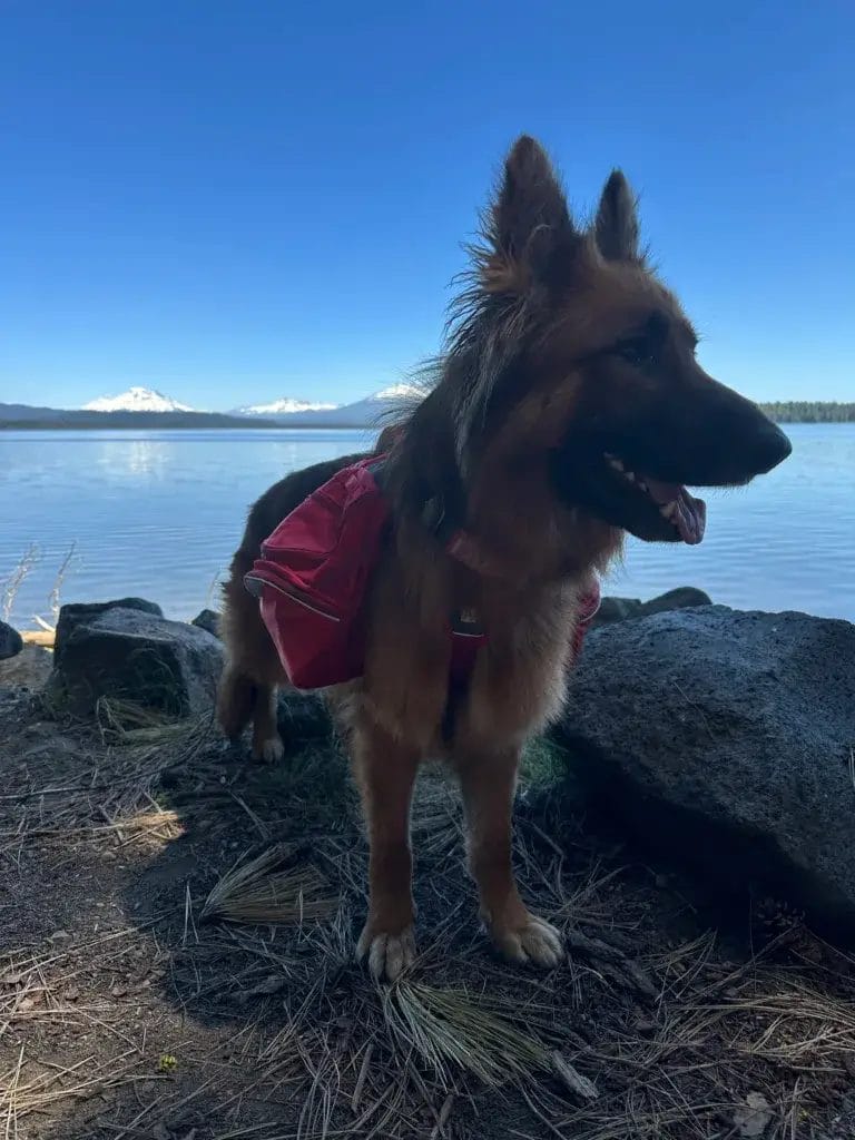 German Shepherd dog wearing a red Ruffwear Palisades backpack.