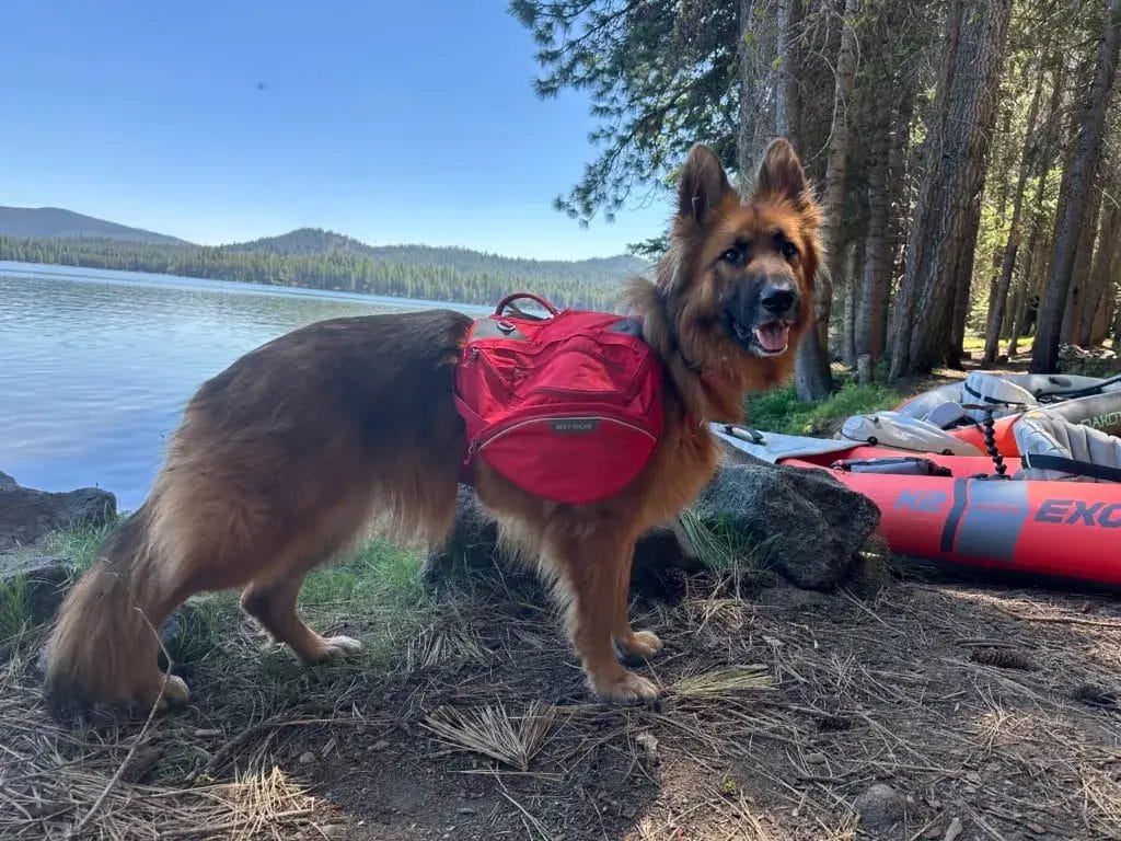 German Shepherd dog wearing a red Ruffwear Palisades backpack.