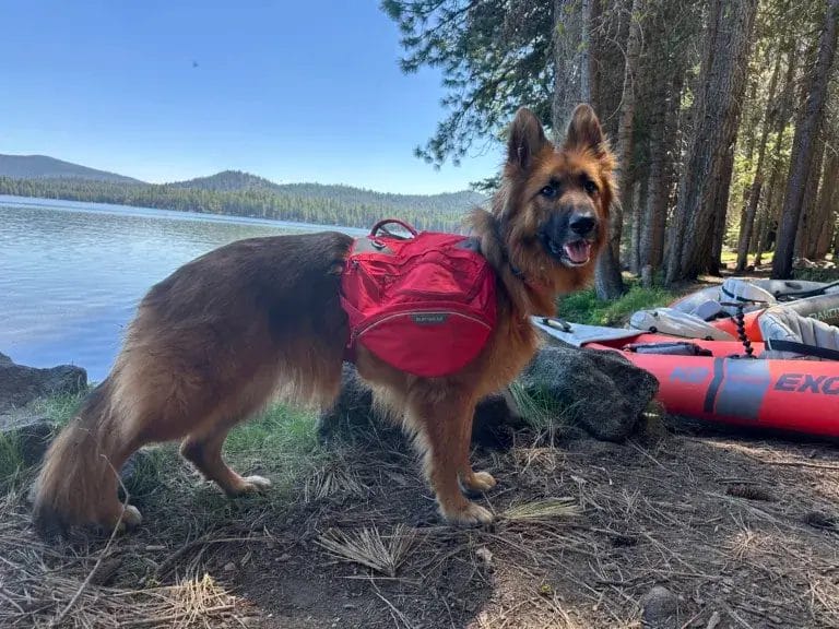 German Shepherd dog wearing a red Ruffwear Palisades backpack.