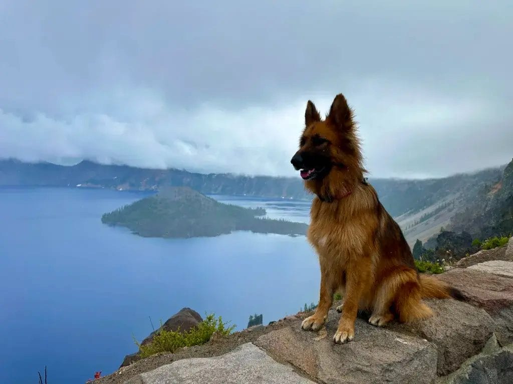 German Shepherd dog at Crater Lake