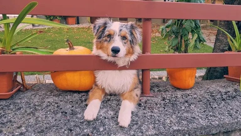 Aussie dog lying next to pumpkins at a pumpkin patch.