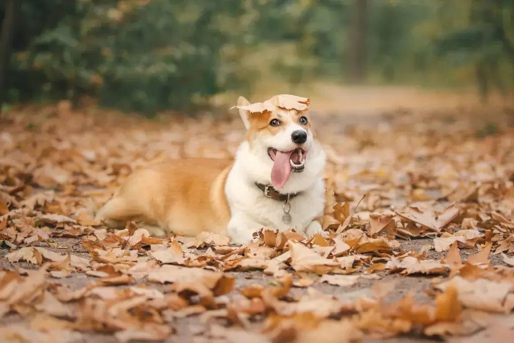 A dog lying in a pile of crunchy autumn leaves.