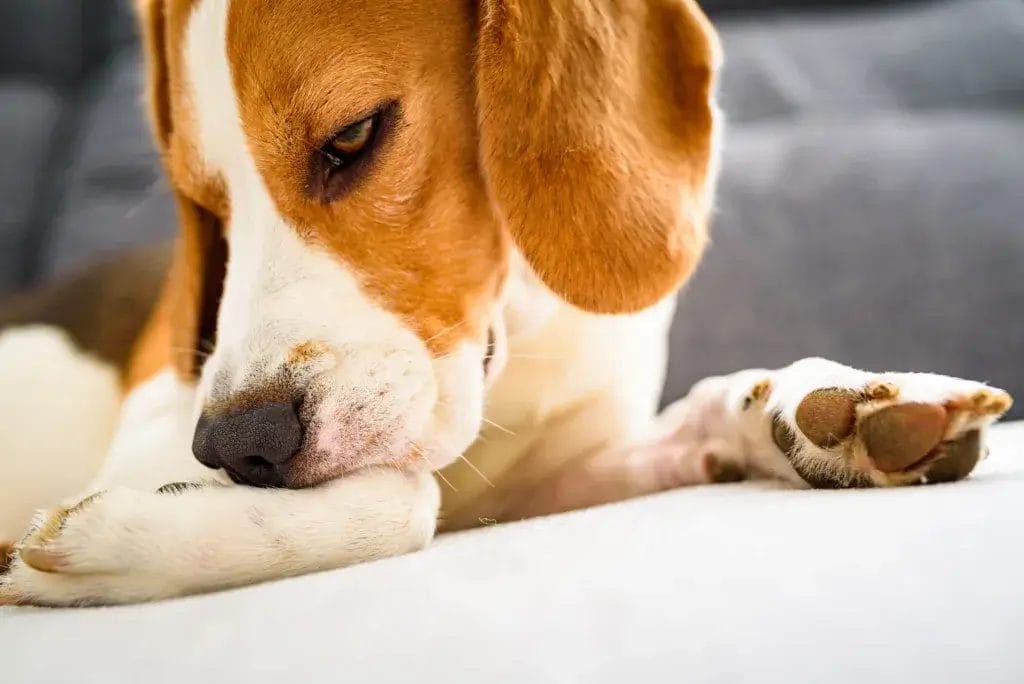 Beagle lying on a couch biting at itchy leg.