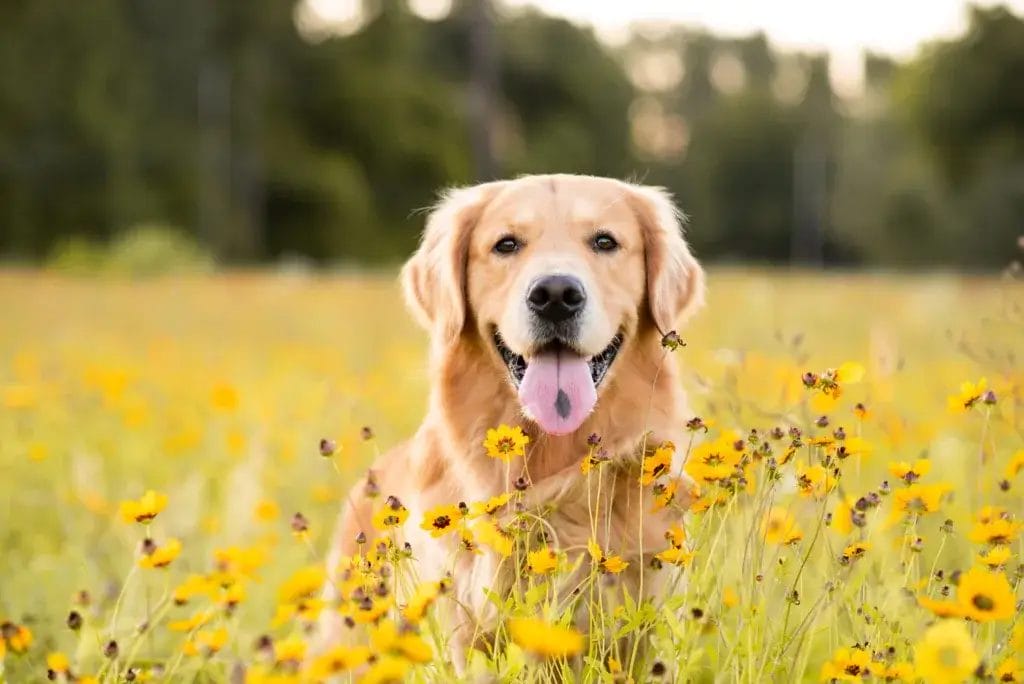 Golden Retriever in a field of yellow flowers.