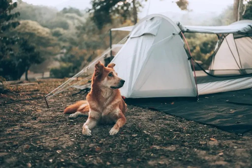 Dog lying on the ground next to a tent fall autumn camping.
